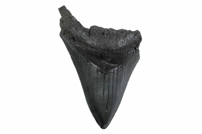Partial Megalodon Tooth - South Carolina #359117